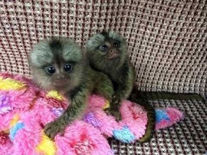 Baby Marmoset monkeys available