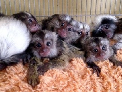 Gorgeous Marmoset Monkeys now available