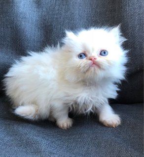 White Persian kittens for adoption
