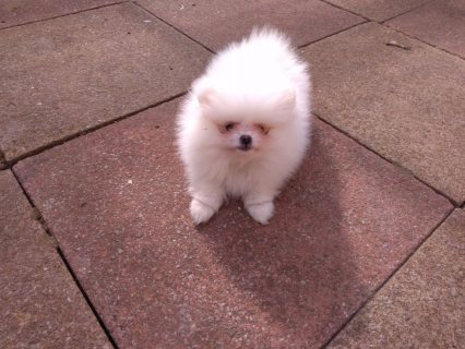صورة 1 Pomeranian Puppies for sale