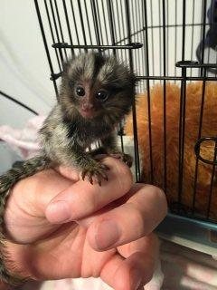  Affectionate marmoset monkeys for ready for adoption