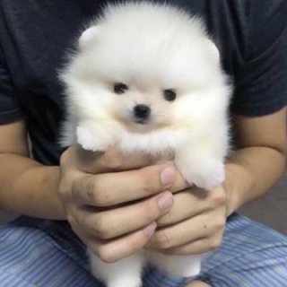 Teacup Pomeranian Puppies Ready for adoption 
