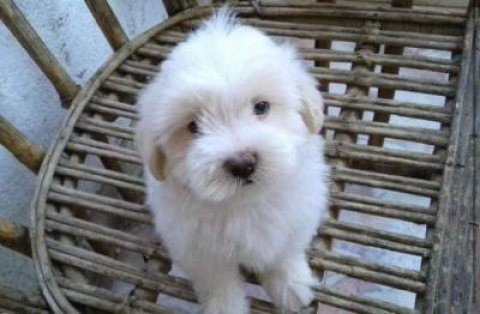 Maltese Puppies for sale 
