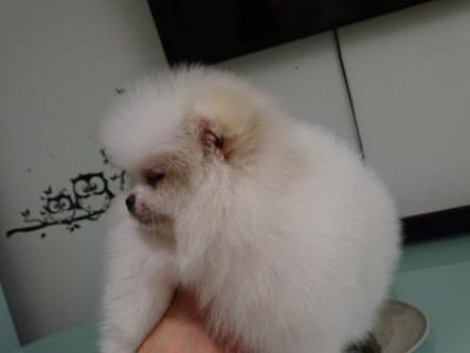 Micro Pomeranian Puppies for Sale
