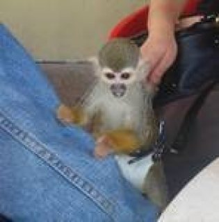Tamed Capuchin monkeys for free adoption