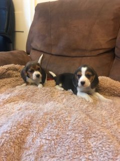 Beagle Puppies for Sale 1