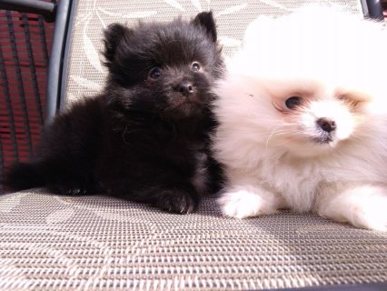 Purebred Pomeranian Puppies available For Sale