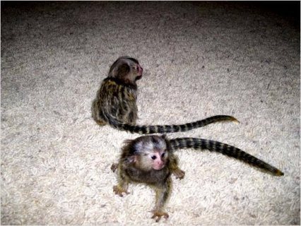 marmoset Monkeys for Sale 
