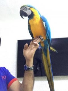Pair of Macaw Parrots for Adoption 1