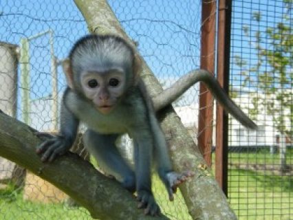 Tamed Capuchin monkeys For Adoption 2