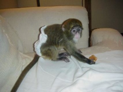 CHARMING FACE CAPUCHINO MONKEY FOR SALE