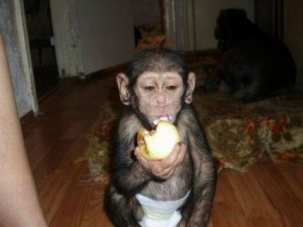 Well Trained Baby Chimpanzee Monkey For Adoption