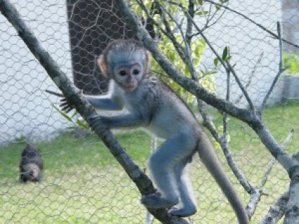 Babies  monkeys For Adoption