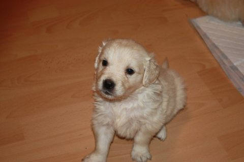 Golden Retriever Puppy For Sale 1