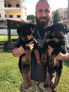 Top quality Rottweiler puppies whatsapp . +17249132010 1