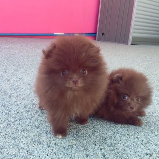  Chocolate Pomeranian Puppies For Sale. 1
