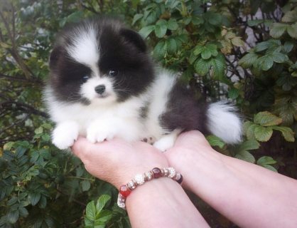 Pomeranian Puppies For Sale. 1