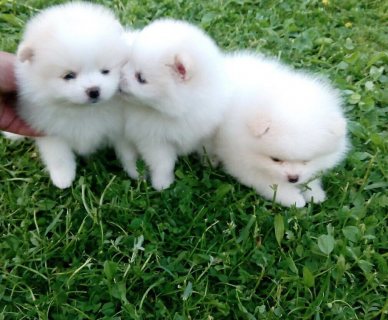  Adorable Pomeranian puppies for sale.
