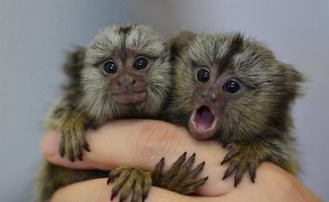  Hand Raised Marmoset Monkeys for sale.