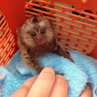 صور  Marmoset Monkeys For Sale. 1