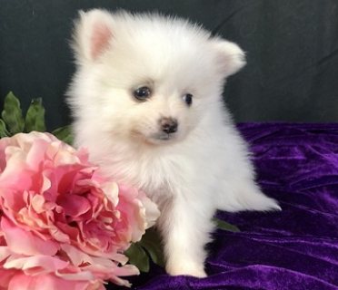 Milky Pomeranian Puppy Available 1