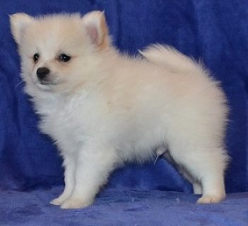 Two top class Pomeranian puppies available 1