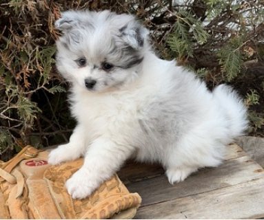 صورة 1 Adorable outstanding Pomeranian puppies