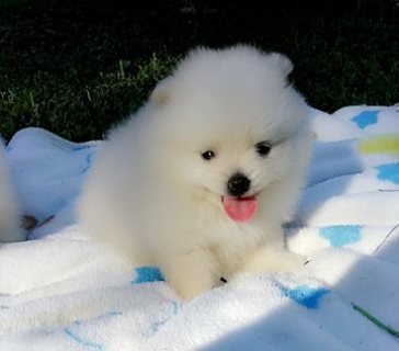 Awesome T-Cup Pomeranian Puppies Available 1