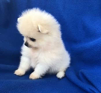 صورة 1 Super Adorable Pomeranian Puppies