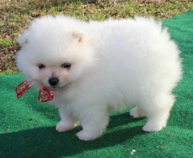 Pomeranian puppies males and females