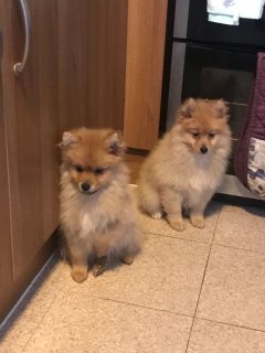 صورة 1 Pomeranian Puppies