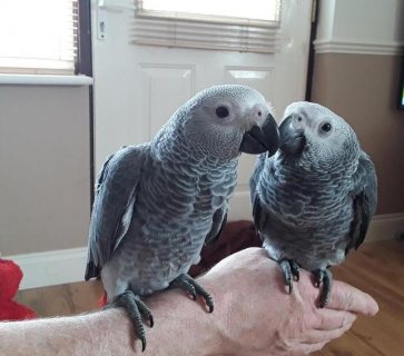 Sweet and lovely African gray for sale 