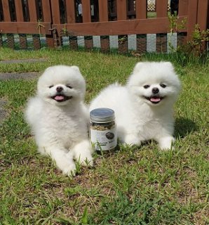 Two Beautiful Pomeranian Pups