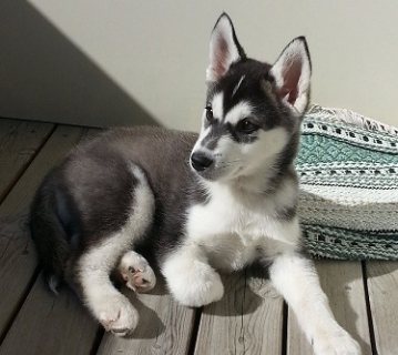 Husky pups available for sale
