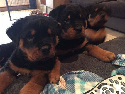 Pure Rottweiler Available