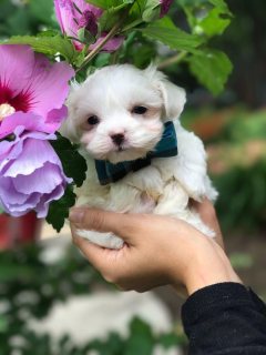 LOVELY TEACUP MALTESE PUPPIES AVAILABLE 1