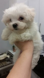 LOVELY TEACUP MALTESE PUPPIES AVAILABLE 2