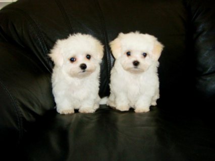 LOVELY TEACUP MALTESE PUPPIES AVAILABLE 3