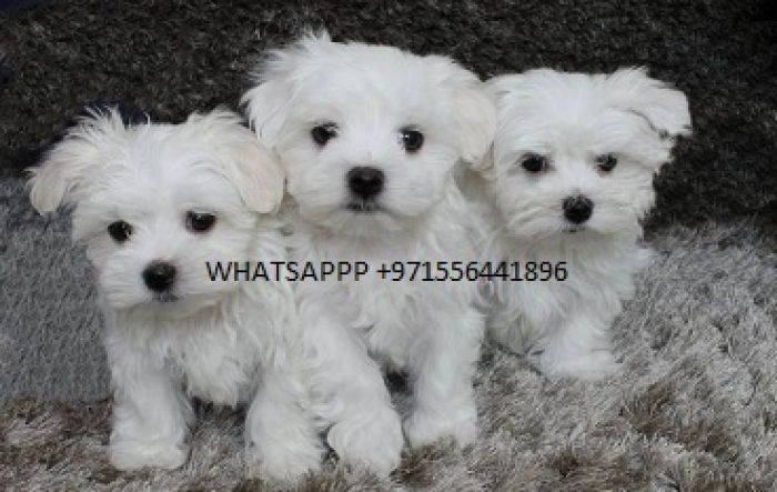 Priceless Pedigree Maltese Puppy Ready For Adoption!  agdshgghdfagdshfdjgdj