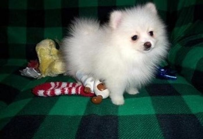 Beautiful Purebred Pomeranian Puppies  ccsdhmgnxfzgs\faf\dgzfxgh