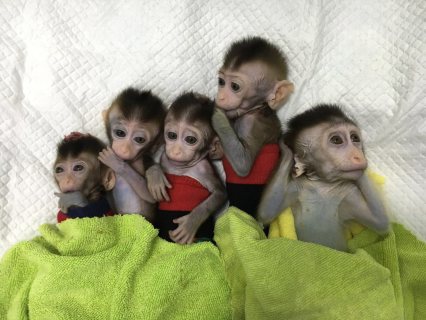 Health capuchin monkey for adoption