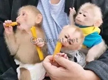 Cute Male And Female Baby capunchin Monkeys For Adoption 1