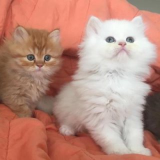 Please Contact us By Whatsapp :+351969586167  Adorable Persian Kitties for Sale