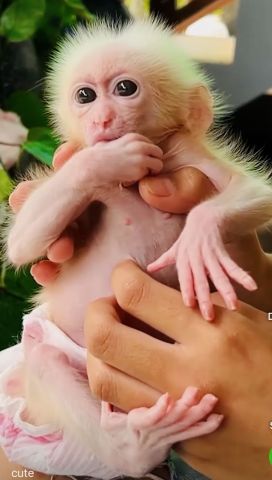 Male and Female Capuchin Monkeys Available