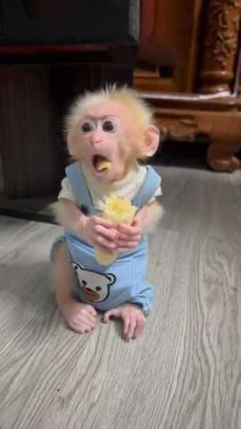 Capuchuin Monkeys