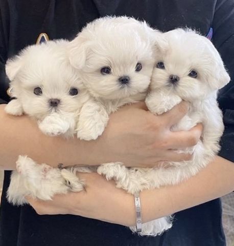 Stunning Genuine Maltese Puppies