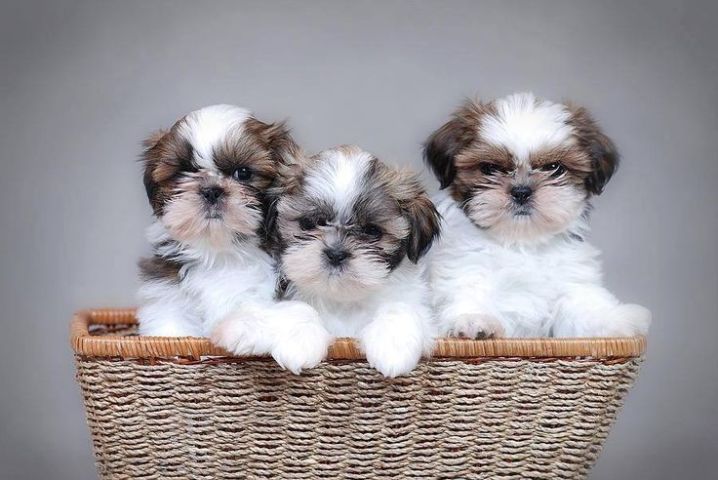Marvelous Shih Tzu for adoption