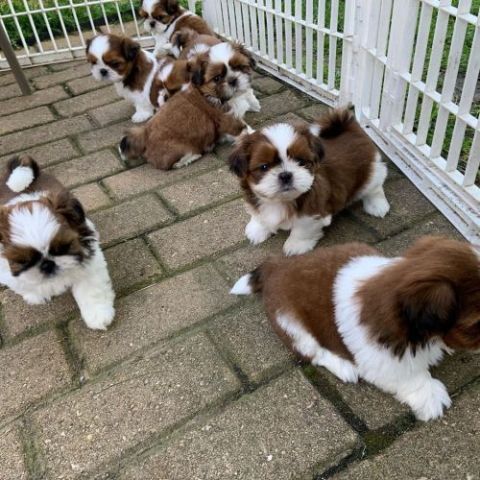 Trained Shih Tzu Puppies available