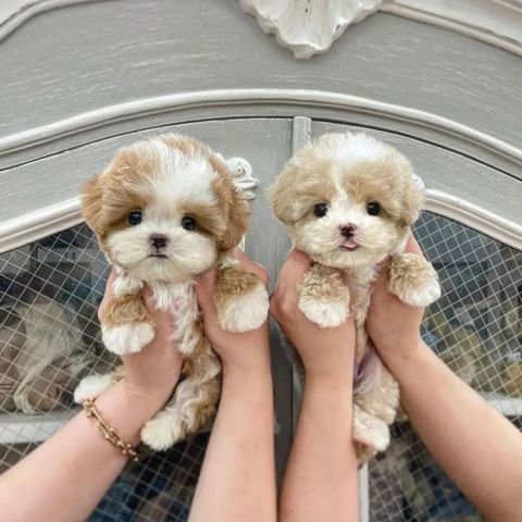 Purebred Toy Poodles Puppies Available