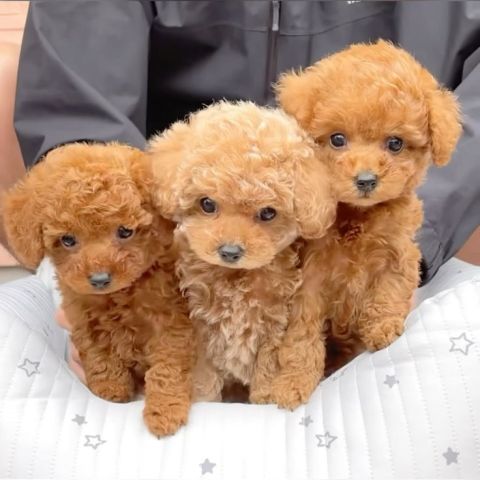 Micro Cute Toy Poodles Puppies For Adoption
